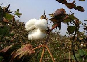 Raw Cotton