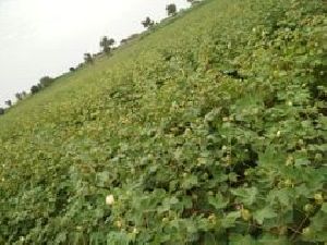 Raw Cotton