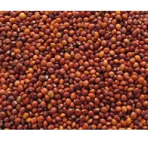 Natural Toor Seeds