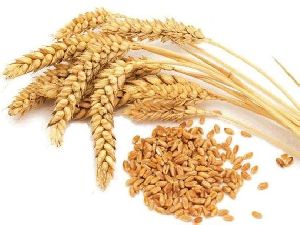 indian wheat seeds