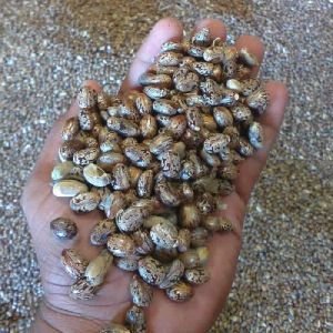 Castor Seed