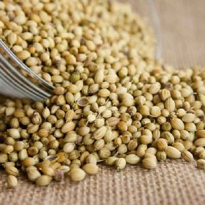 Coriander Seed