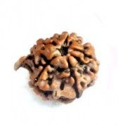 Ganesha Mukhi Natural Certified Rudraksha