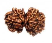 Gauri Shankar Mukhi Rudraksha