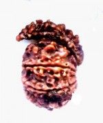 Savar Mukhi Natural Certified Rudraksha