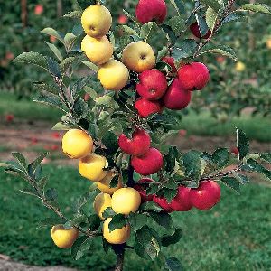 Apple Fruit Plant