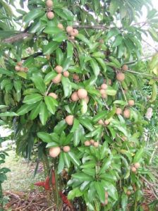 Guava Plant