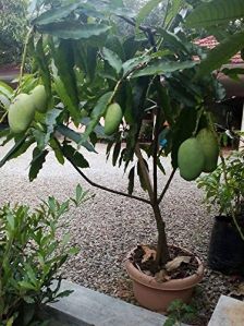 Mango Plant