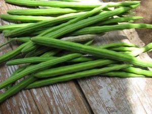 Fresh Green Drumstick