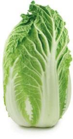 Fresh Napa Cabbage