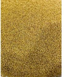 foxtail millets