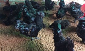 Kadaknath Chicken