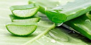 Fresh Organic Aloe Vera Leaves