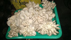 Oyster Mushroom