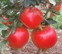 Organic Pomegranate