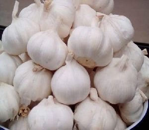 fresh whole garlic