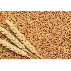 Raj 3077 Wheat Seeds