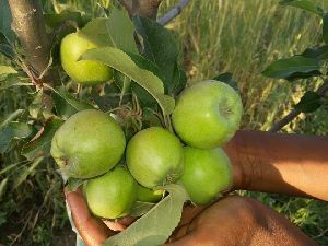 Hariman 99 Apple Plant