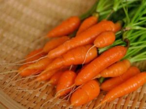 Fresh Baby Carrot