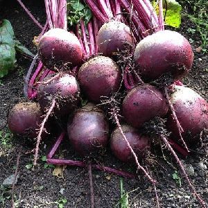 Fresh Beetroot