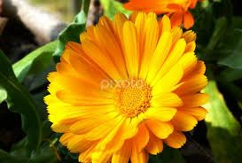 Marigold Flower