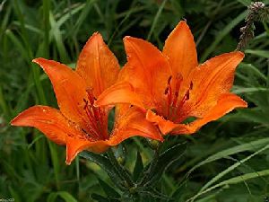 Orange Lily Flower