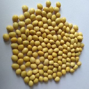 Origin Soybean Seed