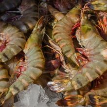 Black Tiger Shrimp