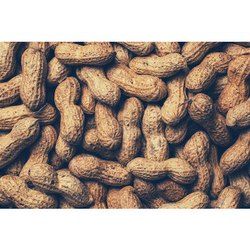 fresh groundnut