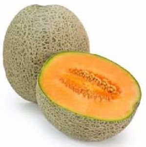 Hybrid Muskmelon