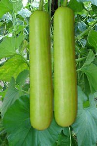 Fresh Bottle Gourd