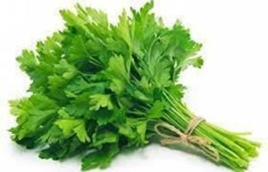 Fresh Coriander Leaves