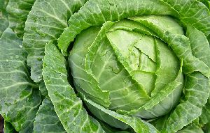 Green Cabbage