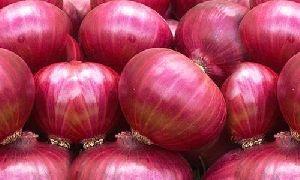 Indian Onion