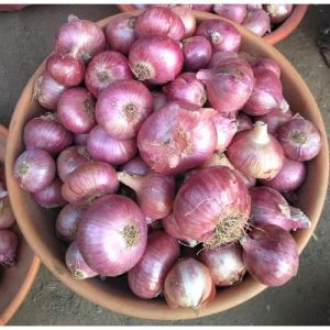 Hybrid Red Onion