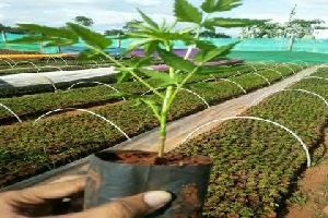 malabar neem plants( melia dubia)
