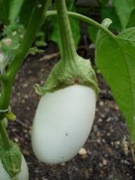 Fresh White Brinjal