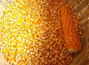 Pure Maize Seeds