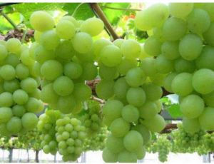 Fresh Grapes