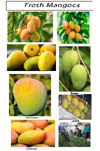 Fresh Mango