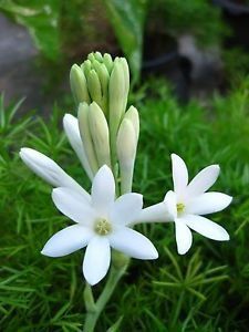 polianthes tuberosa (sampangi flower)