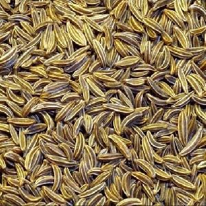 fresh cumin seeds