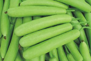 Fresh Bottle Gourd