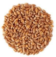 Long Grain Wheat Seeds