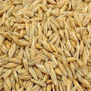 Natural Barley Seeds