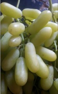 Long Green Grapes