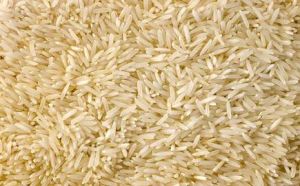 basmati paddy rice