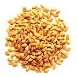 Chandausi Wheat Seeds