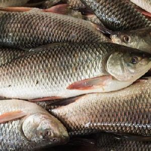 Fresh Rohu Fish