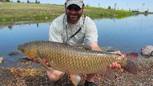 Large Grass Carp Fish